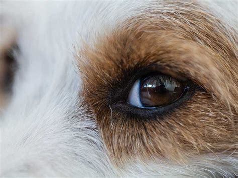 Pueden Los Perros Diferenciar Entre Humanos Y Perros