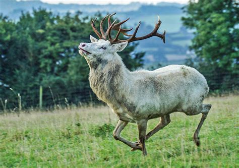 Red Deer Appearance Wildlife Online