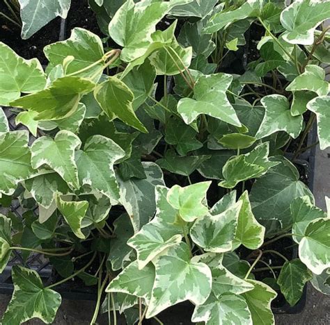 Hedera Helix Variegated Ivy Echuca Moama Plant Farm