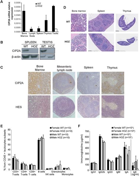 Expression Of Cip2a By Murine Lymphoid Organs Does Not Impact The