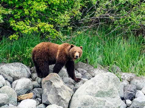 In The News Alaskan Dream Cruises