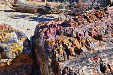 Permineralization Images – Browse 106 Stock Photos, Vectors, and Video | Adobe Stock