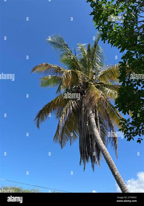 Coconut Palm Cocos Nucifera Stock Photo Alamy