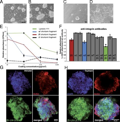 Biologically Active Laminin Fragment That Modulates The Epithelial