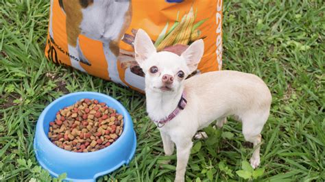 Perros Chihuahua Caracter Sticas Consejos Y Cuidados