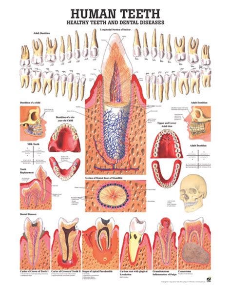 Human Teeth Anatomical Chart - Osta International