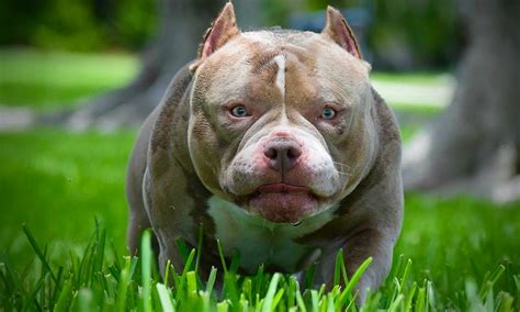 How Much Does A American Bully Pup Sell For