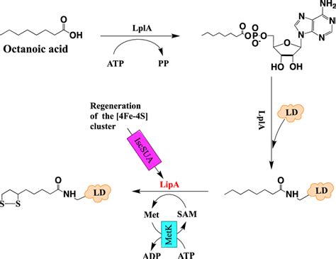 Schematic View Of The Metabolic Engineering For The Production Of