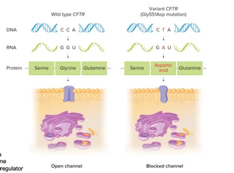 MBS 601 Module 1: 2 Genes, Genomes, Genetics and Genomics Flashcards ... 