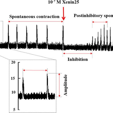 Doseresponse Curves Of Xenin On The Spontaneous Circular Muscle