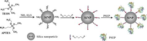 Schematic Diagram Of Carrier Synthesis And Enzyme Immobilization