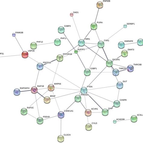 CeRNA Network Of PTEN Figure Shows The Protein Protein Interaction