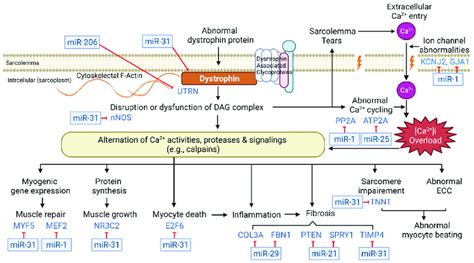 Role Of Calcium In The Pathogenesis Of Dystrophinopathy The Figure