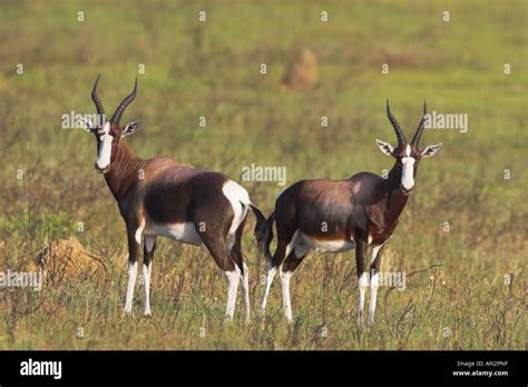 Bontebok Damaliscus Dorcas Pair South Africa Bontebok Np Stock