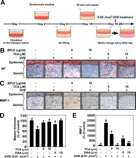 Bple And Tca Decrease Collagen Degradation And Mmp Expression In A