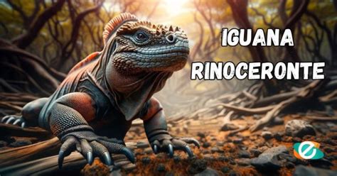 Iguana Rinoceronte Gu A Completa De Cuidados