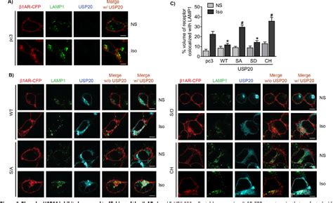 Figure From The Deubiquitinase Ubiquitinspecific Protease Is A