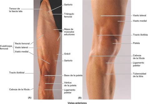 La Vista Anterior De Los M Sculos De La Pierna Derecha Fotograf A De