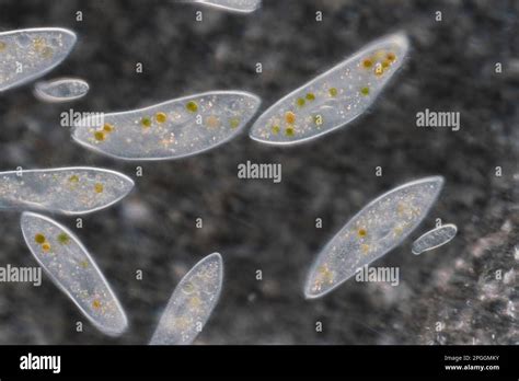 Paramecium Ciliate Protozoa Light Micrograph Stock Photo Alamy