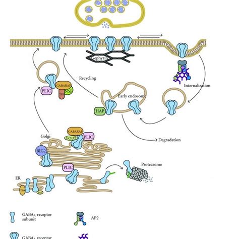 Representation Of The Gabaa Receptor Structure The Inhibitory Gabaa