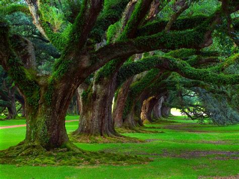 Fondos De Pantalla Rboles Paisaje Antiguo Naturaleza C Sped