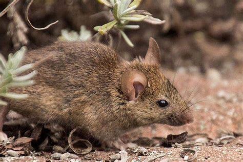 Exterminateur de rat Solutions efficaces pour se débarrasser des