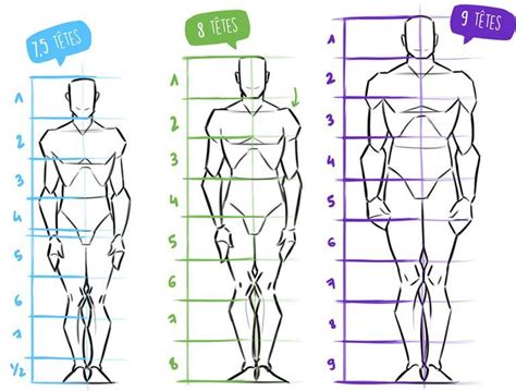 Comment Bien Dessiner Les Proportions Du Corps Humain Zephy Comic