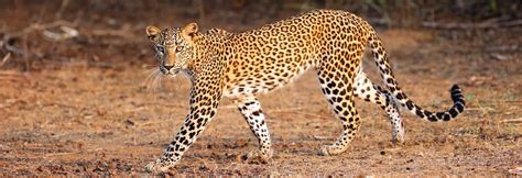 Leopard Safari Sri Lanka | Leopard Watching in Sri Lanka