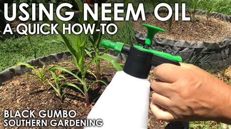 How To Use Neem Oil In The Garden Black Gumbo Youtube