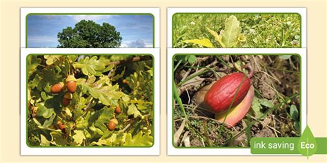 Oak Tree Cycle