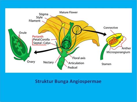 Memahami Reproduksi Pada Tumbuhan Berbiji Ipa Mts