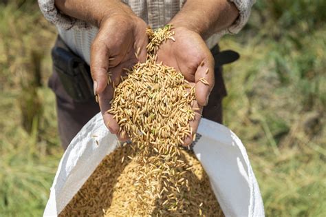 10 Fascinating Facts About Rice Freerice