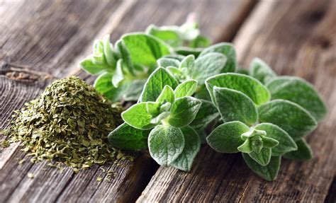 Seven Delicious Oregano Uses