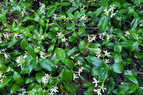 How to Grow and Care for Star Jasmine | Gardener’s Path