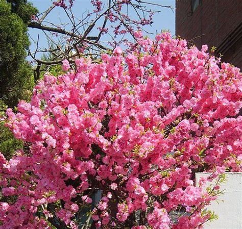 Rose Tree Of China Prunus Triloba Live Bare Root Plant Rose Trees