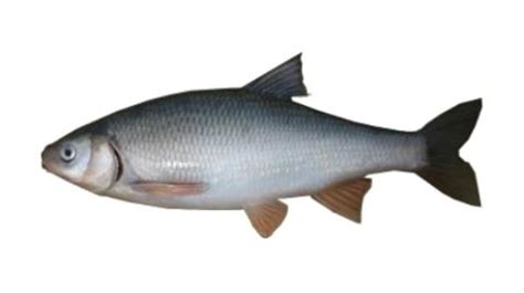Fishing for Amur ide: Fish Species – FishAngler.com