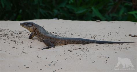 Wild Pantanal - Fascination Wildlife