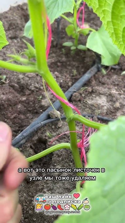 Зачем формировать партенокарпические гибриды огурцов? - YouTube