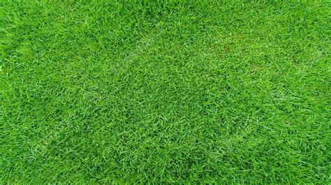 Grass Background Texture