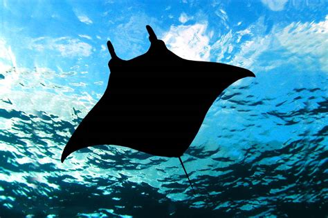 The Transformational Experience of Swimming with Manta Rays - Manta Ray ...