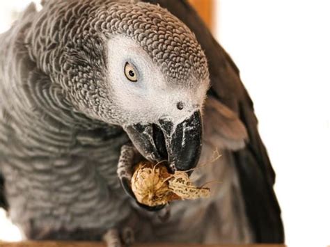 African Grey Diet The Ultimate Guide To The African Grey By James Muller Sep 2023 Medium