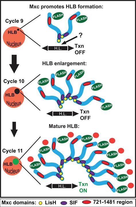 Distinct Self Interaction Domains Promote Multi Bs Accumulation