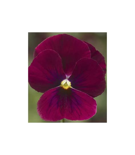 Panselute Viola Cornuta F Penny Rose Blotch Seminte