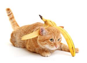 Can Cats Eat Banana Pudding Right Or Wrong Choice