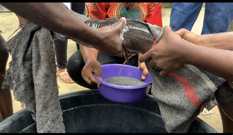 Catfish Hatchery A Step By Step Guide Catfish Farm Enterprise