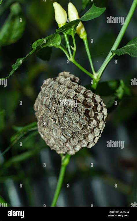 Las Avispas De La Reina Hibernan Durante Los Meses De Invierno Y