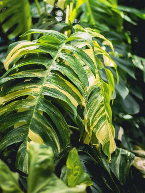 Epipremnum Pinnatum Giant Aurea Variegated Amazoniconda Excellent