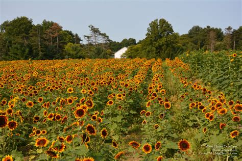 Ohios Sunflower Fields My Ohio Fun