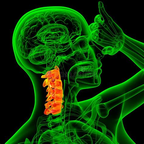 3d Render Medical Illustration Of The Cervical Spine Stock Illustration