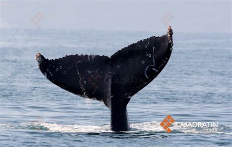 Ballenas En Puerto Vallarta Paraíso De Danza Y Cortejo